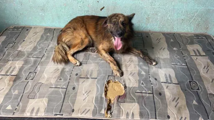 Cachorro raça Mestiço idade 1 ano nome Rolf 