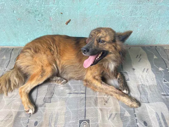 Cachorro raça Mestiço idade 1 ano nome Rolf 