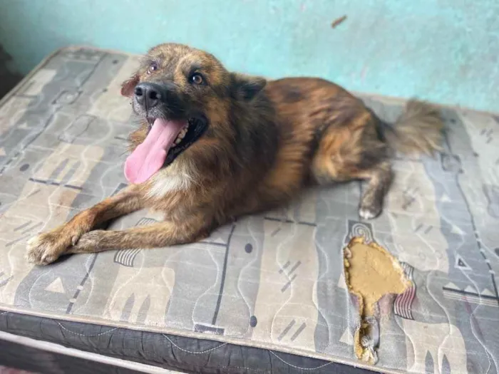 Cachorro raça Mestiço idade 1 ano nome Rolf 