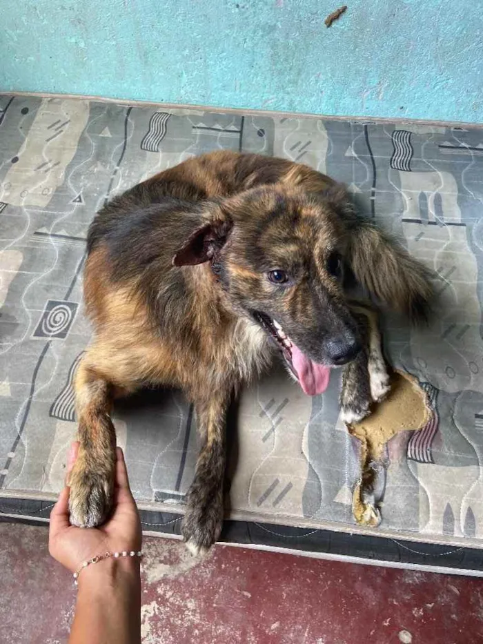 Cachorro raça Mestiço idade 1 ano nome Rolf 