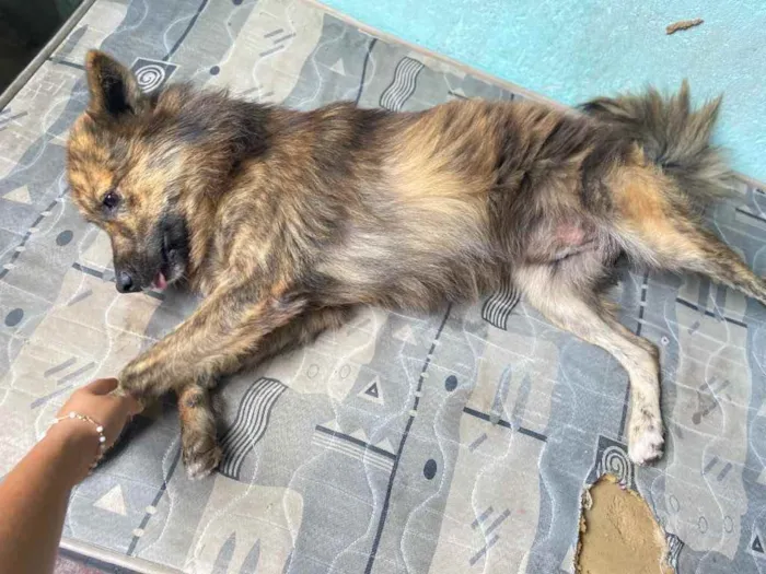 Cachorro raça Mestiço idade 1 ano nome Rolf 