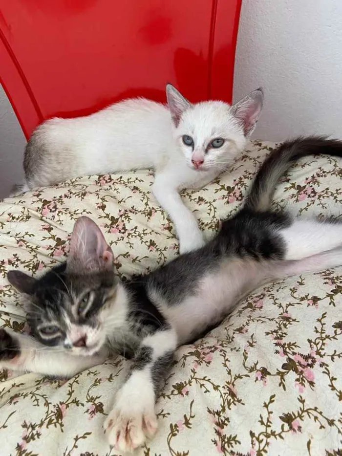 Gato raça Srd idade Abaixo de 2 meses nome Filhotes