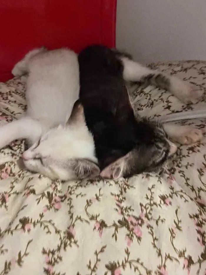 Gato raça Srd idade Abaixo de 2 meses nome Filhotes