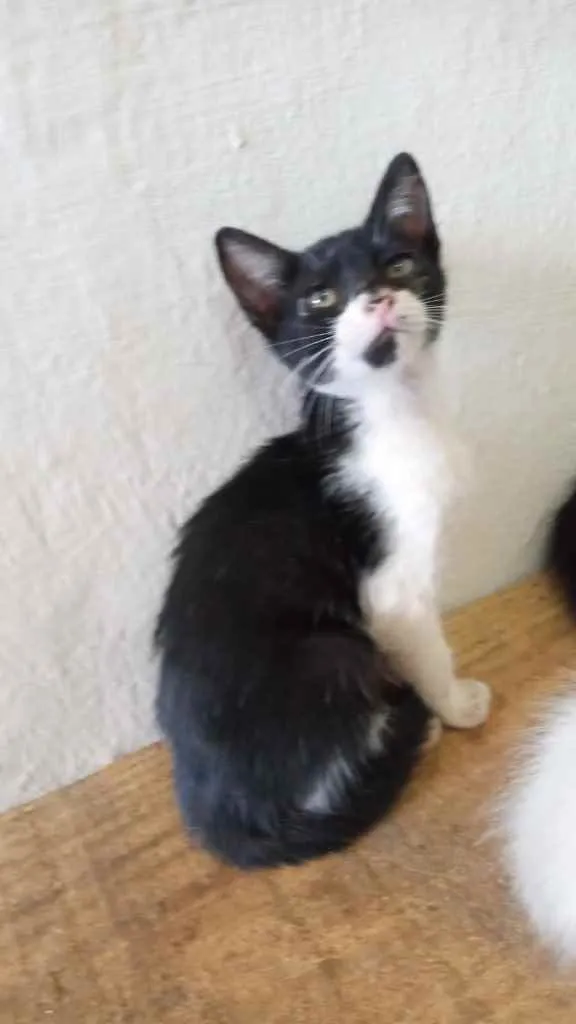 Gato raça Srd idade Abaixo de 2 meses nome Filhotes