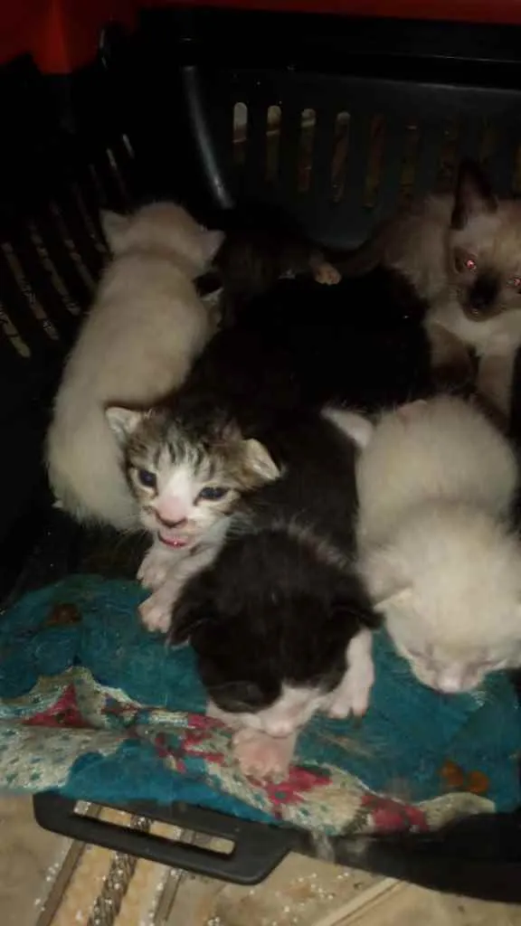 Gato raça Srd idade Abaixo de 2 meses nome Filhotes