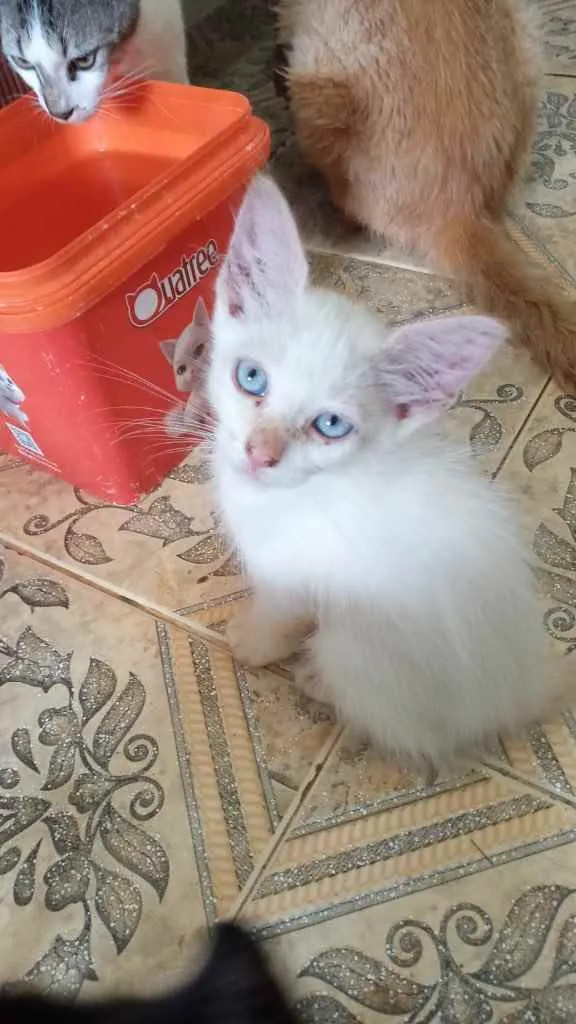 Gato raça Srd idade Abaixo de 2 meses nome Filhotes