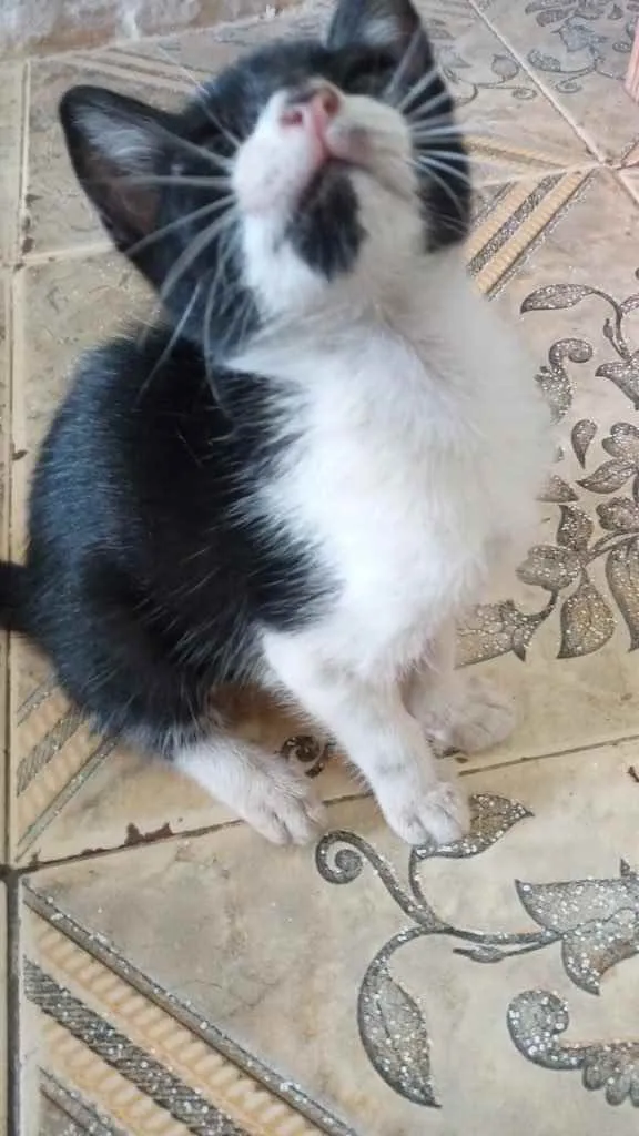 Gato raça Srd idade Abaixo de 2 meses nome Filhotes