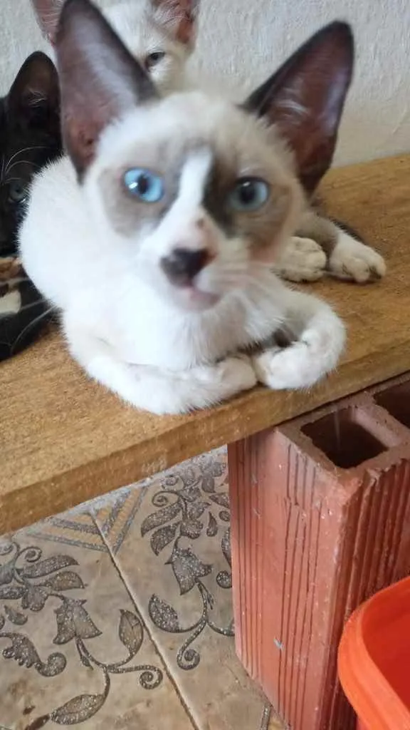 Gato raça Srd idade Abaixo de 2 meses nome Filhotes