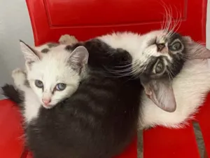 Gato raça Srd idade Abaixo de 2 meses nome Filhotes