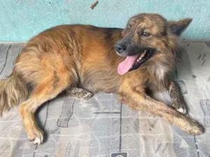 Cachorro raça Mestiço idade 1 ano nome Rolf 