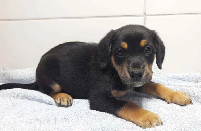 Cachorro ra a SRD idade Abaixo de 2 meses nome Filhotes 2 meses