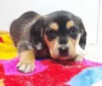 Filhotes 2 meses