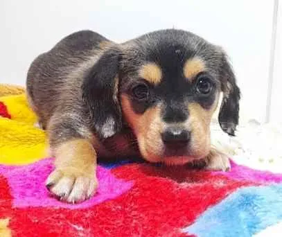 Cachorro ra a SRD idade Abaixo de 2 meses nome Filhotes 2 meses