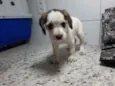 Filhotes 2 meses