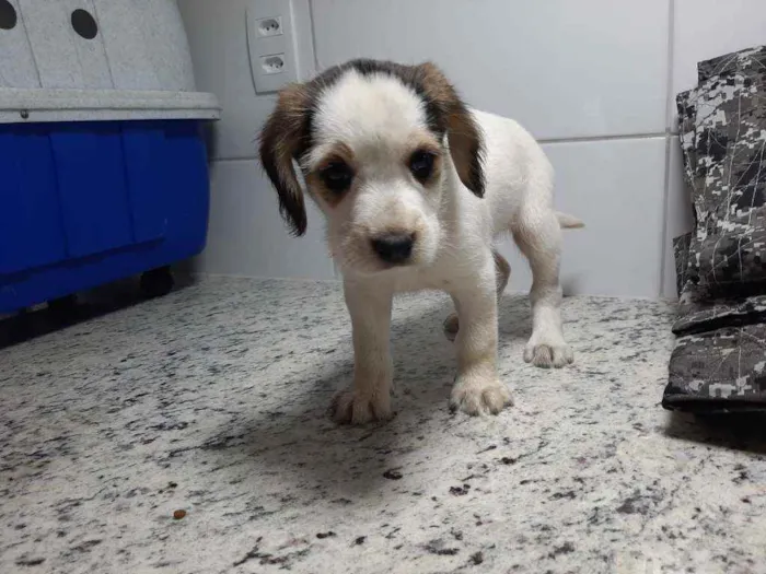 Cachorro ra a SRD idade Abaixo de 2 meses nome Filhotes 2 meses