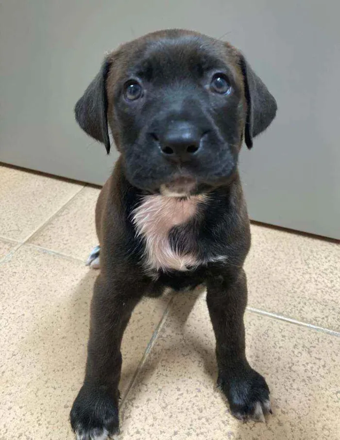 Cachorro ra a SRD idade Abaixo de 2 meses nome Filhotes 2 meses