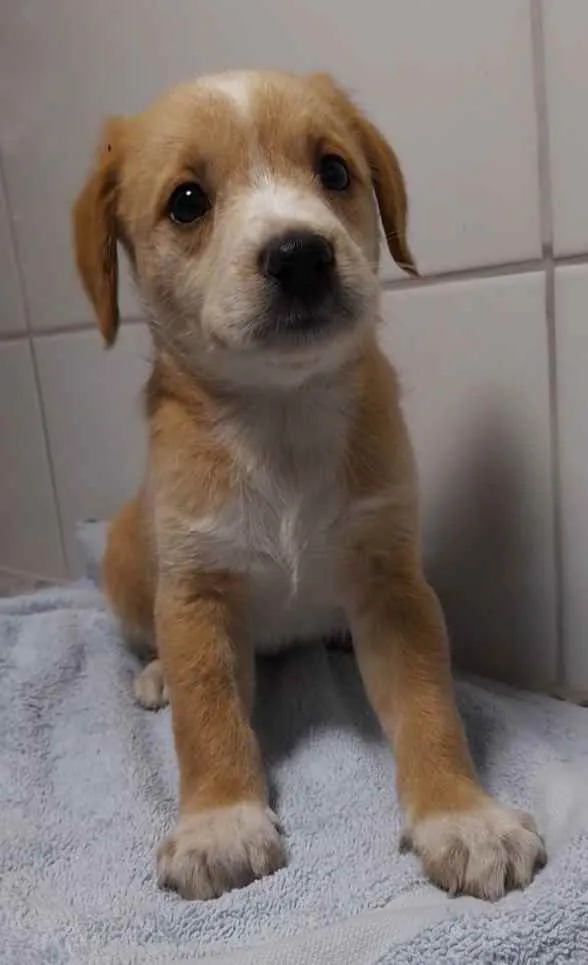 Cachorro ra a SRD idade Abaixo de 2 meses nome Filhotes 2 meses