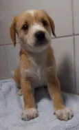 Filhotes 2 meses