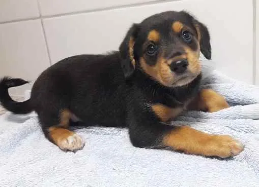 Cachorro ra a SRD idade Abaixo de 2 meses nome Filhotes 2 meses