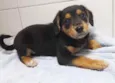 Filhotes 2 meses