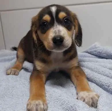Cachorro ra a SRD idade Abaixo de 2 meses nome Filhotes 2 meses