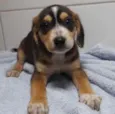 Filhotes 2 meses