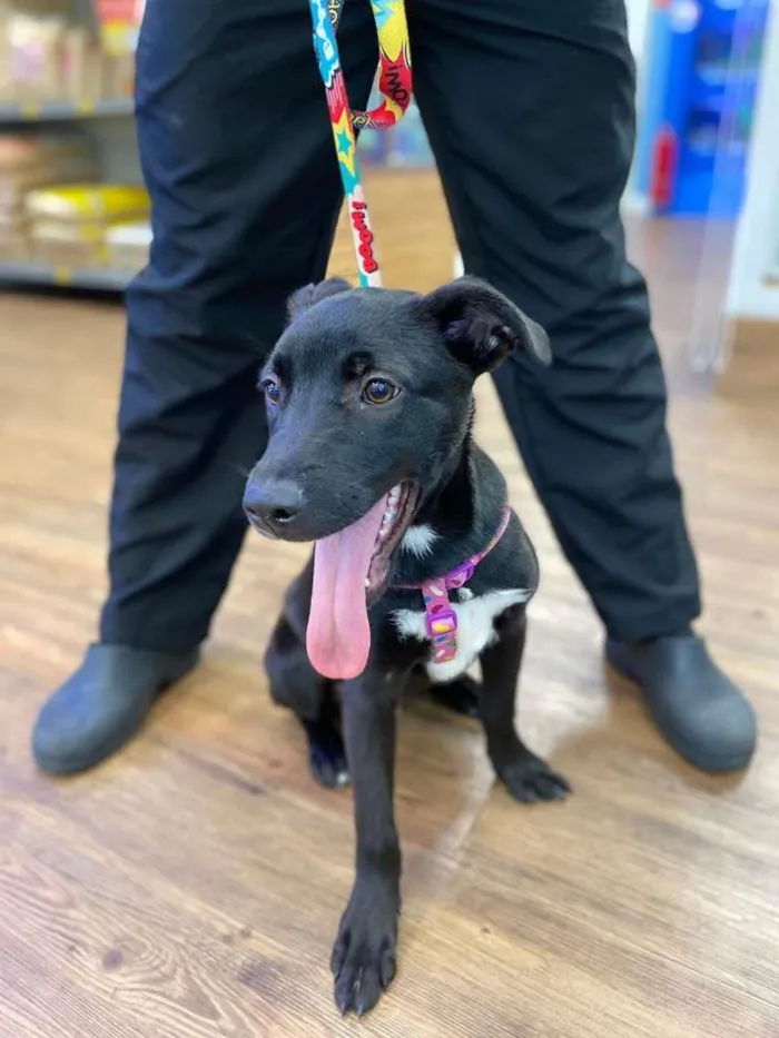 Cachorro raça SRD-ViraLata idade 2 a 6 meses nome ROGER