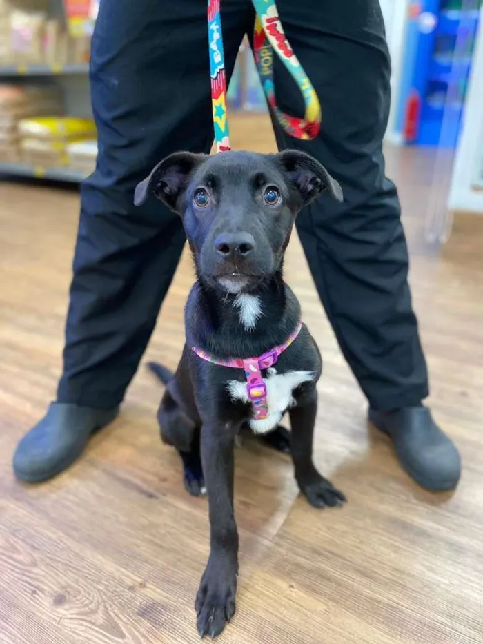 Cachorro raça SRD-ViraLata idade 2 a 6 meses nome ROGER