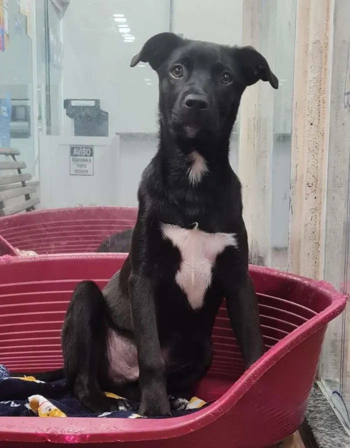 Cachorro raça SRD-ViraLata idade 2 a 6 meses nome ROGER