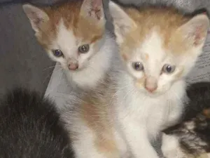 Gato raça Srd idade 2 a 6 meses nome Rick e Rock