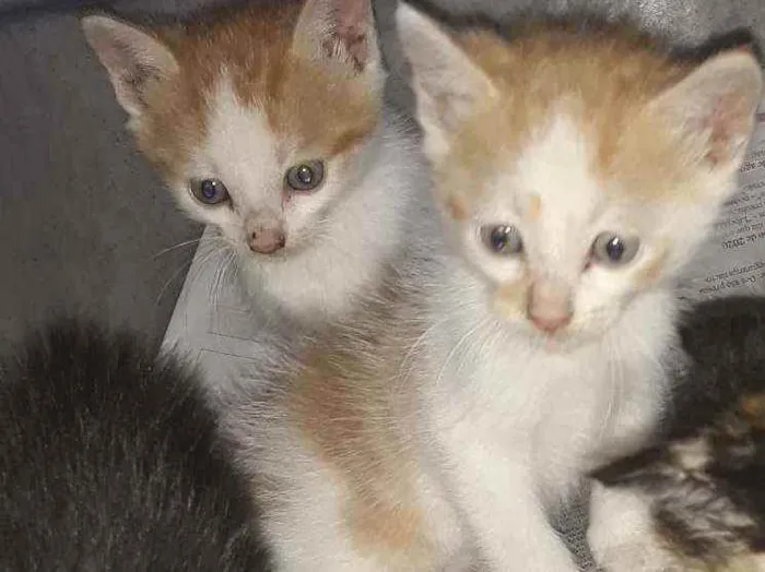 Gato ra a Srd idade 2 a 6 meses nome Rick e Rock