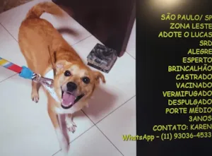 Cachorro raça SRD-ViraLata idade 3 anos nome LUCAS