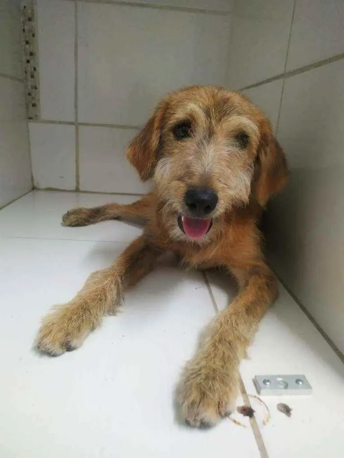 Cachorro raça Srd idade 7 a 11 meses nome Barthô 