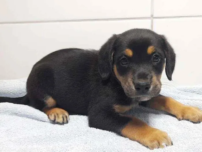 Cachorro ra a SRD idade Abaixo de 2 meses nome Filhotes 2 meses