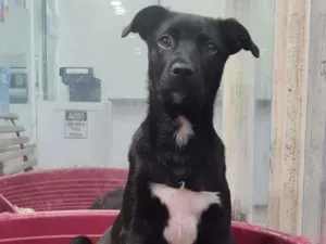 Cachorro raça SRD-ViraLata idade 2 a 6 meses nome ROGER