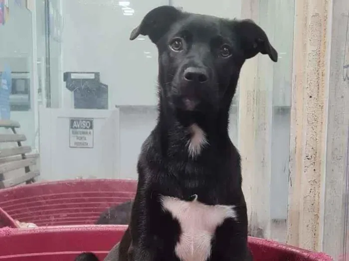 Cachorro raça SRD-ViraLata idade 2 a 6 meses nome ROGER