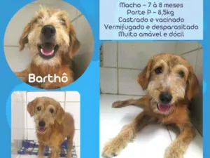 Cachorro raça Srd idade 7 a 11 meses nome Barthô 