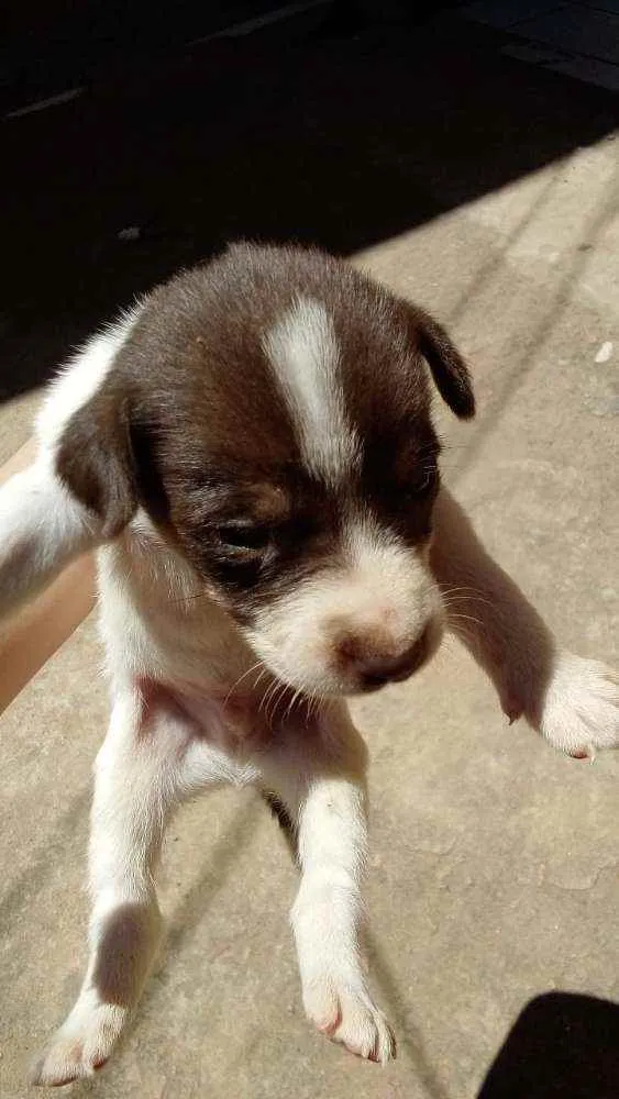 Cachorro ra a Mistura de raça idade 1 ano nome Princesa