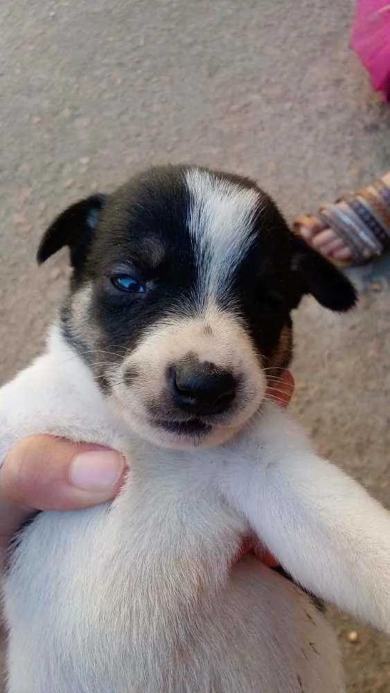 Cachorro ra a Mistura de raça idade 1 ano nome Princesa