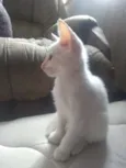 Gatinho