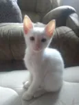 Gatinho