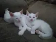 Gatinho