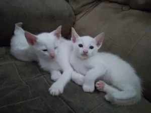 Gato raça SRD idade 2 a 6 meses nome Gatinho