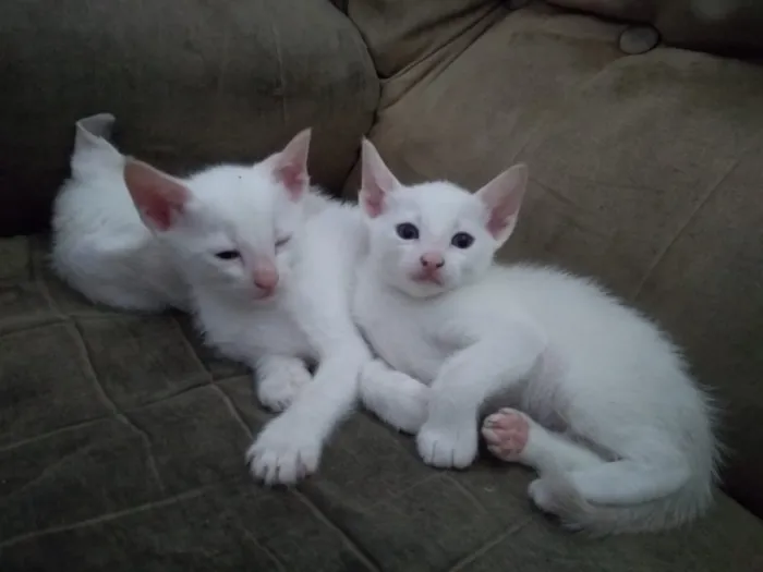 Gato ra a SRD idade 2 a 6 meses nome Gatinho