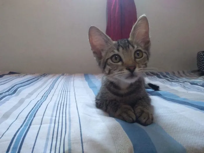 Gato raça SRD-ViraLata idade 2 a 6 meses nome Todd