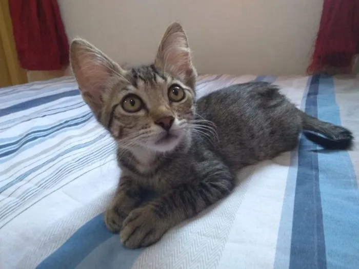 Gato raça SRD-ViraLata idade 2 a 6 meses nome Todd