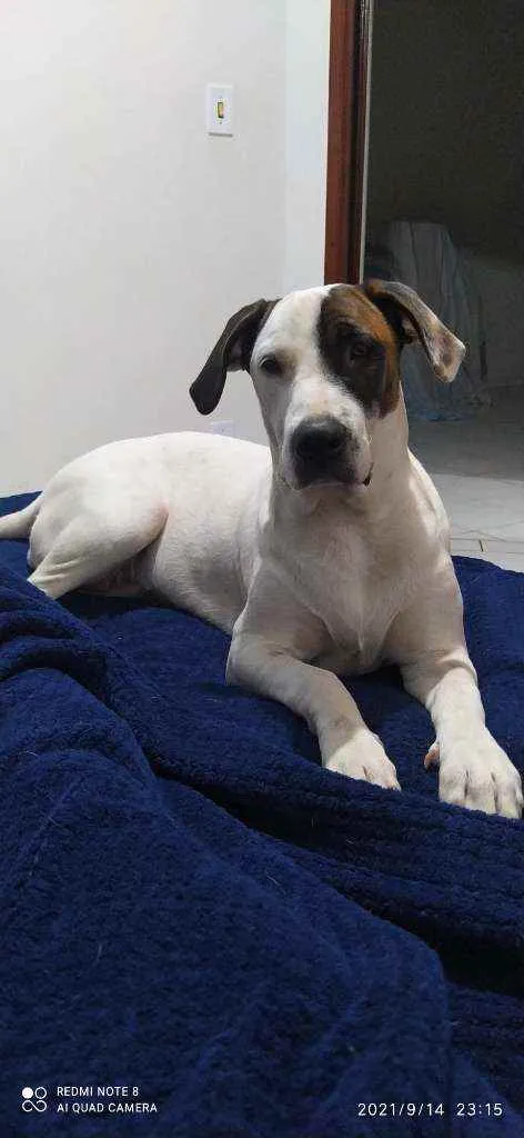 Cachorro ra a  idade 7 a 11 meses nome Luna