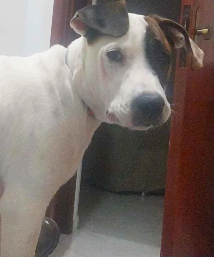 Cachorro ra a  idade 7 a 11 meses nome Luna