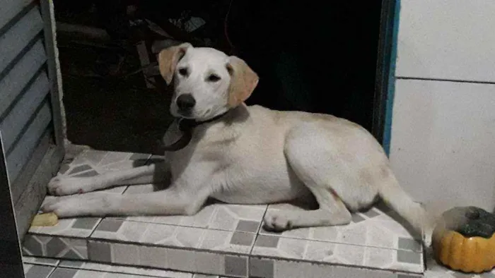 Cachorro ra a SRD idade 7 a 11 meses nome Chuvisco