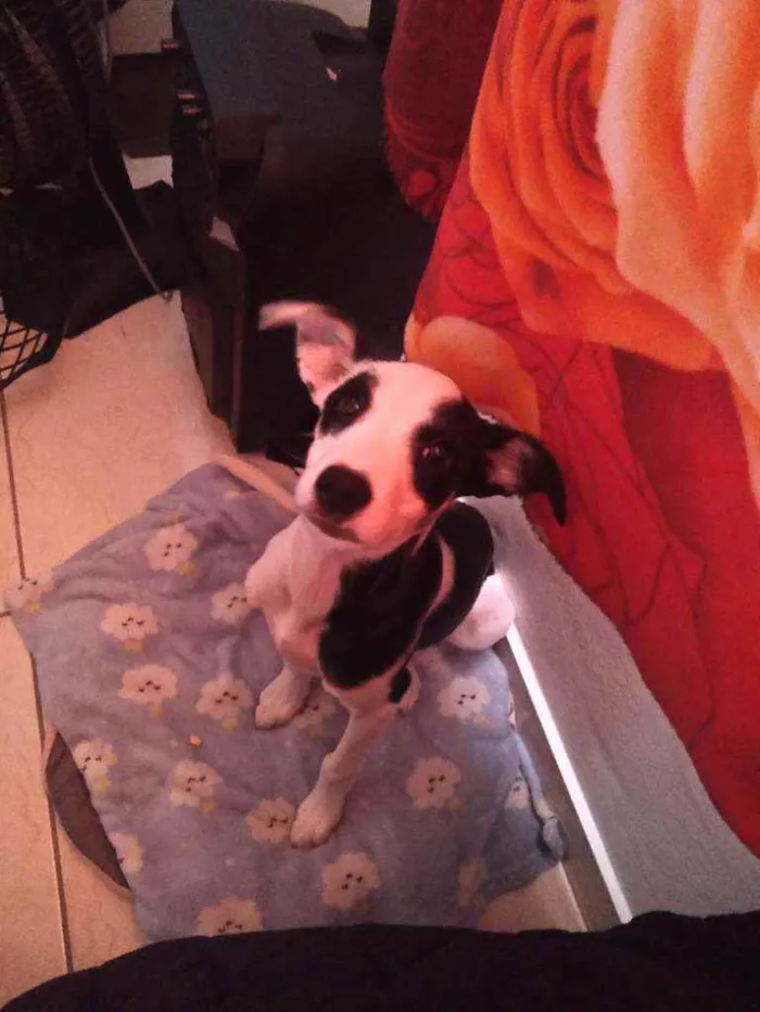 Cachorro ra a Vira lata idade 2 a 6 meses nome Meg